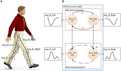 Cardioid oscillator-based pattern generator for imitating the time-ratio-asymmetrical behavior of the lower limb exoskeleton